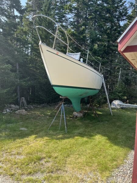 Kittiwake on the hard
