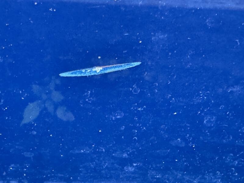 2006 Regal 3360 Window Express