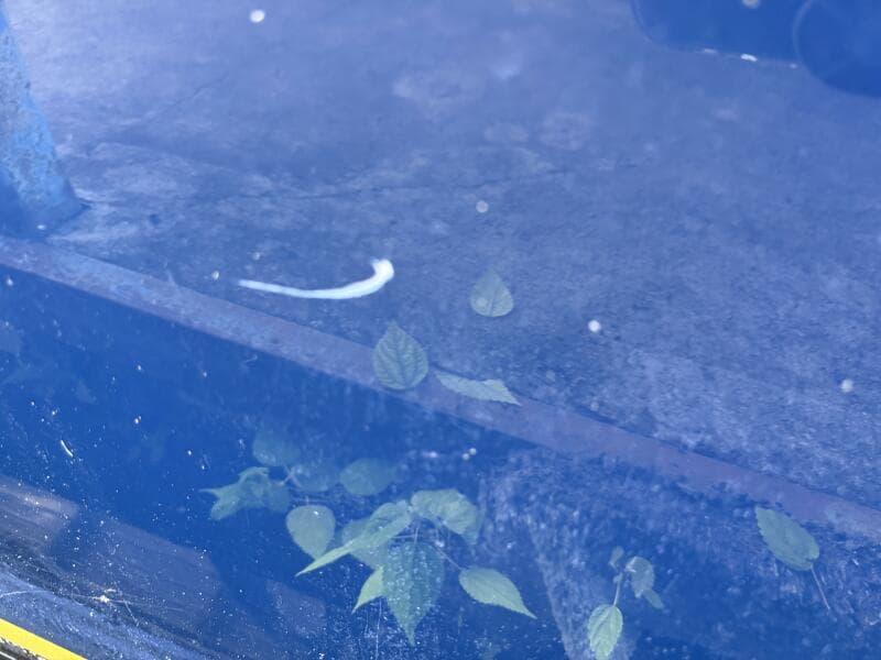 2006 Regal 3360 Window Express