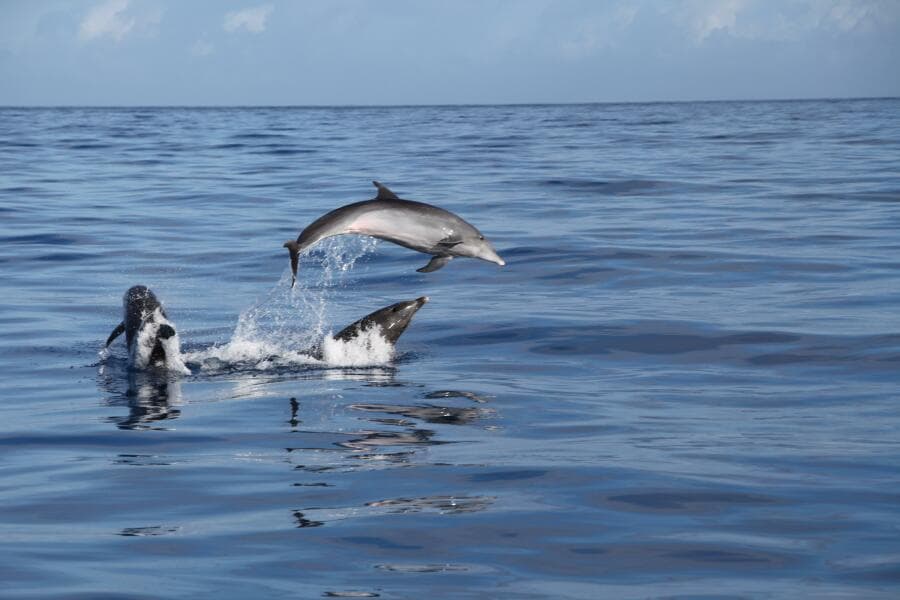 2001 Zodiac Milpro 920