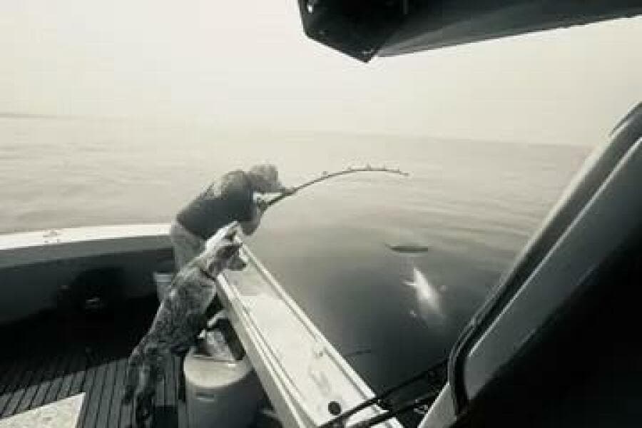 1981 Holland 32 Sport Cruiser