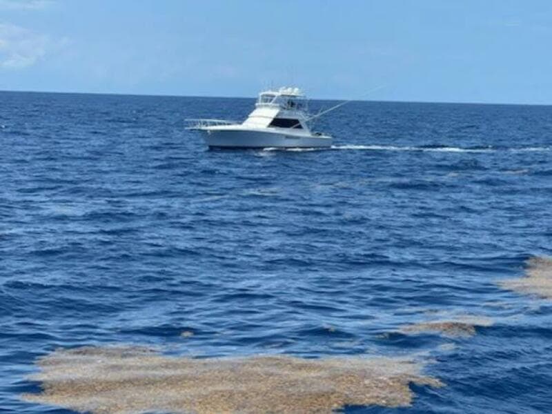 Viking 45 - Wild Life