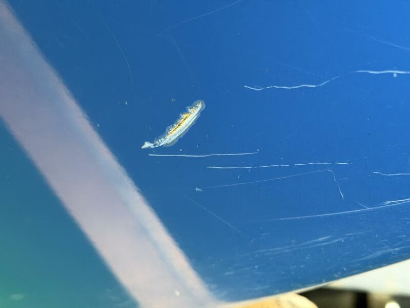 2006 Correct Craft Air Nautique SV-211 Team Edition