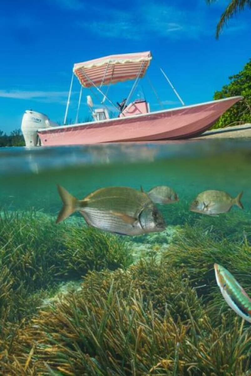 2027 Custom Palm Yachts 17 - Photo 13